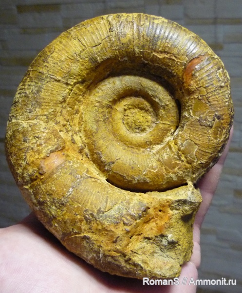 мел, Крым, баррем, Biasaloceras, нижний баррем, лопастные линии, Biasaloceras subsequens, Barremian, Cretaceous