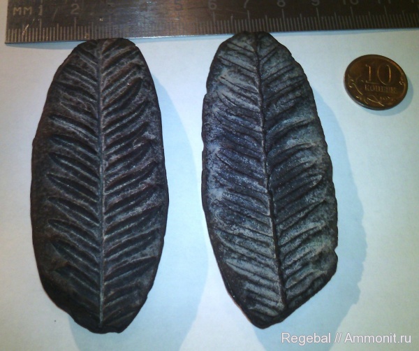 Находки Каменск-Шахтинский