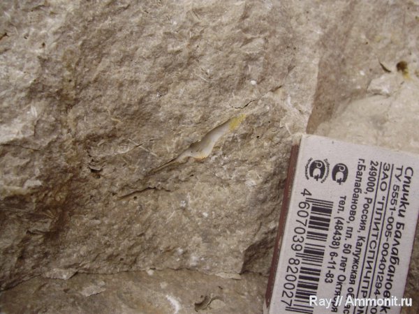 Россия, Conocardium, Калужская область, карьер Криуши