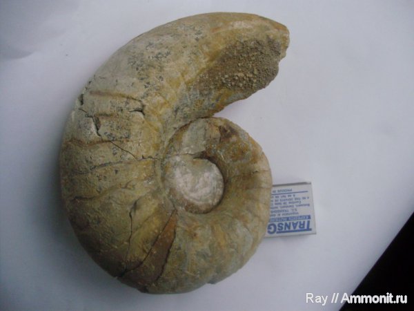 Россия, Калужская область, Endolobus, Жилетово, Nautilida