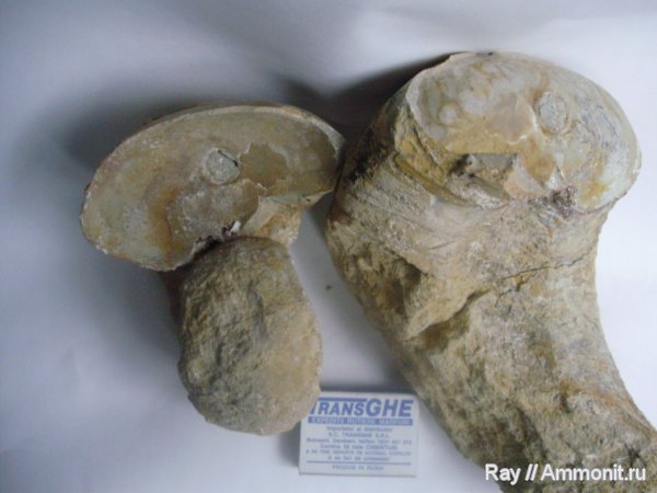 Россия, Калужская область, Endolobus, Жилетово, Nautilida