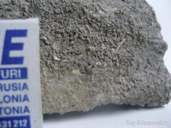 Россия, Калужская область, Турынинский карьер