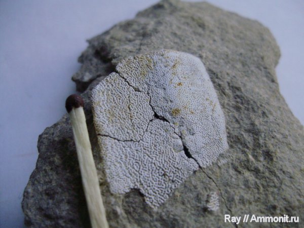 Россия, Калужская область, Пятовский карьер, Psammodus, Psammodontiformes