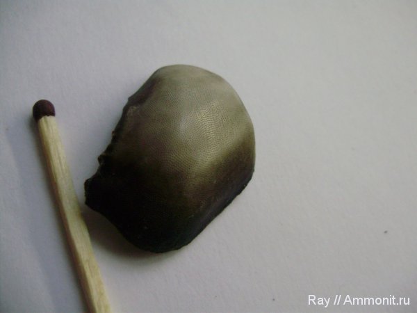 Россия, Cochliodontiformes, Калужская область, Турынинский карьер, Psephodus