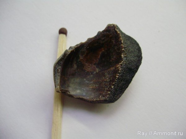 Россия, Калужская область, Турынинский карьер, Psephodus