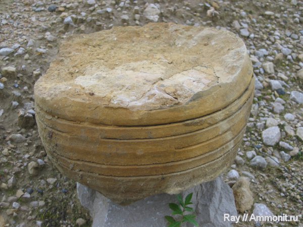 Россия, Калужская область, Шаньский карьер, Calchasiceras