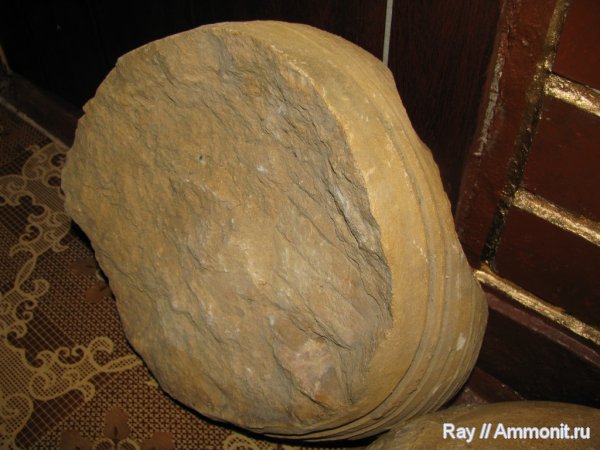 Россия, Калужская область, Шаньский карьер, Calchasiceras