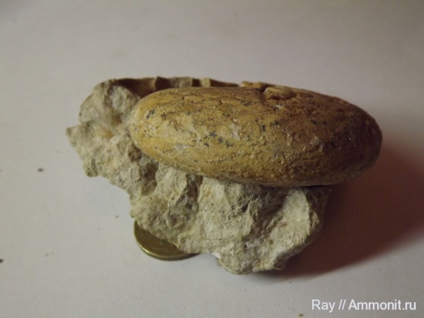 Россия, Калужская область, Dombarites, Пятовский карьер