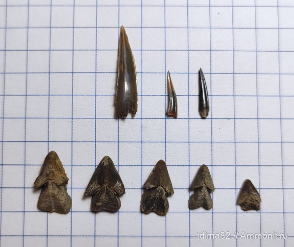 Крым, ринхолиты, зубы акул, Верхоречье, верхний баррем