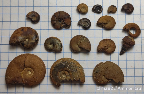 аммониты, Крым, Верхоречье, Desmoceratidae, верхний баррем