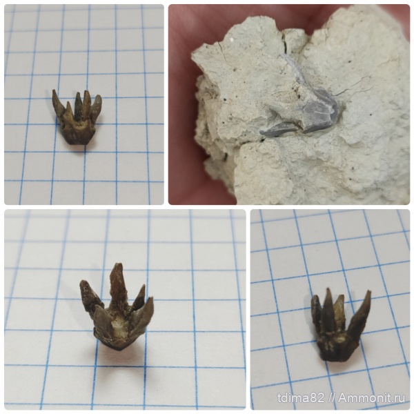 морские лилии, Крым, Верхоречье, верхний баррем