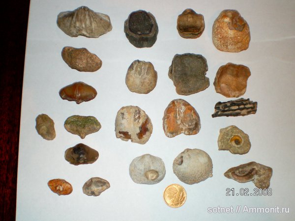 палеонтология, окаменелости, карбон, Fossils