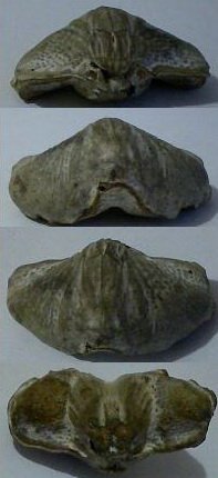палеонтология, окаменелости, карбон, Fossils, Athyridida