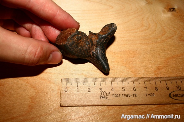 млекопитающие, Ростовская область