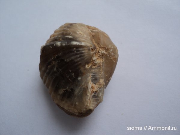 окаменелости, Spiriferida, Fossils