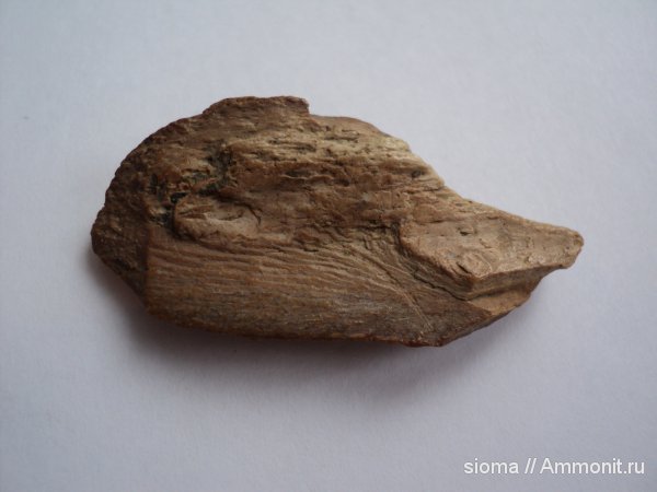 окаменевшее дерево