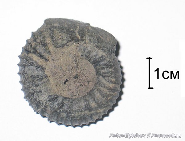 Pavlovia, Pavlovia pavlovi