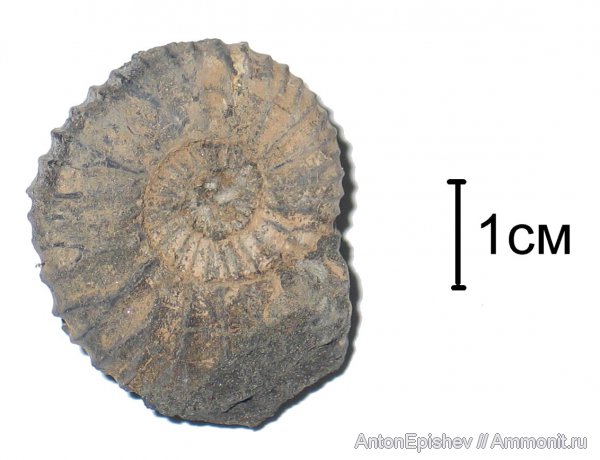 Pavlovia, Pavlovia pavlovi