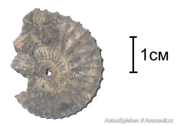 Pavlovia, Pavlovia pavlovi