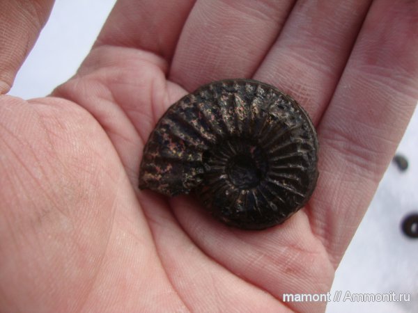 оксфорд, Amoeboceras, Oxfordian