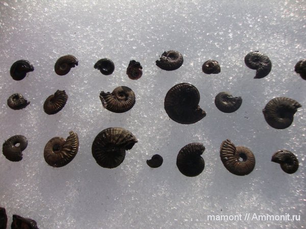 оксфорд, Amoeboceras, Oxfordian