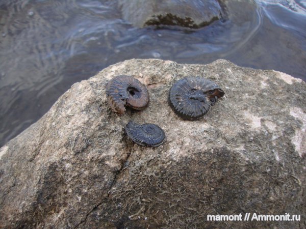 оксфорд, Amoeboceras, Oxfordian