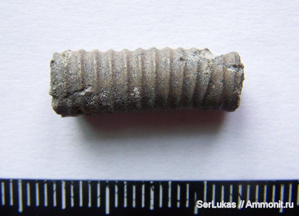 гетероморфные аммониты, Украина, сеноман, Cenomanian, heteromorph ammonites