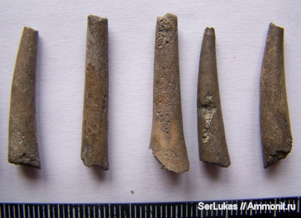 скафоподы, Украина, сеноман, Cenomanian