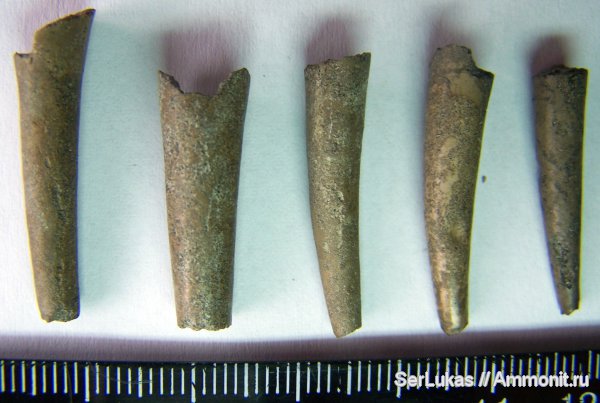 скафоподы, Украина, сеноман, Cenomanian