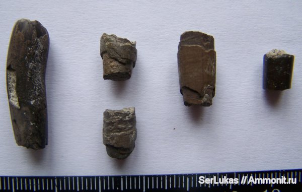 Скафоподы (Scaphopoda) из сеномана Украины