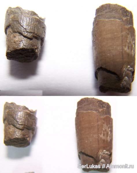 скафоподы, Украина, сеноман, Cenomanian