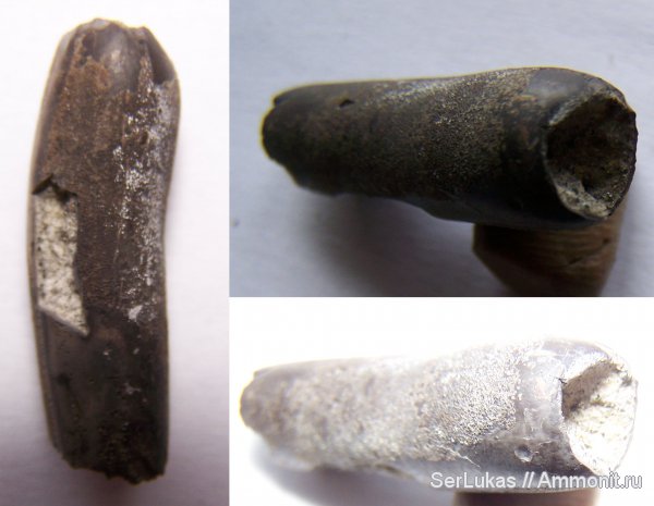 скафоподы, Украина, сеноман, Cenomanian