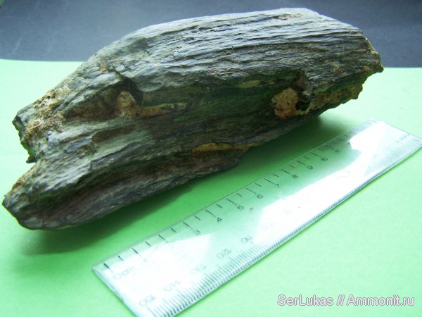 палеоген, эоцен, окаменевшее дерево, Украина