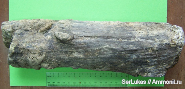 палеоген, олигоцен, Украина, лигнитизированная древесина