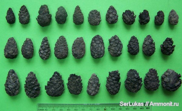 палеоген, олигоцен, Украина, шишки, лигнитизированная древесина