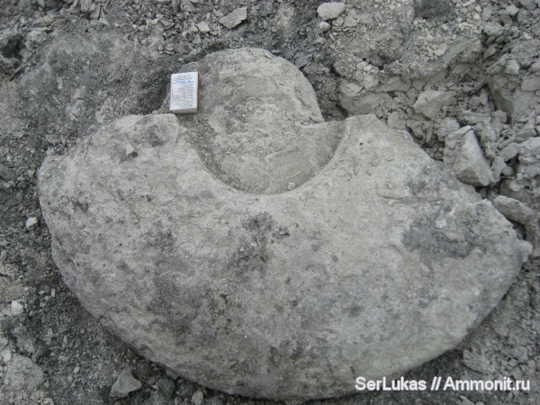аммониты, Украина, сеноман, Ammonites, Puzosia, Cenomanian