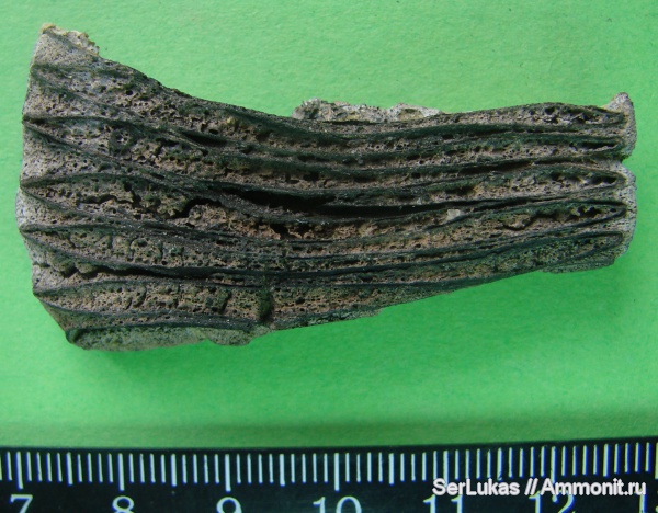 Зубная пластина (?)