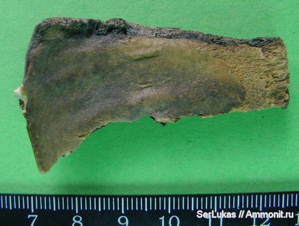 палеоген, пластина зубная