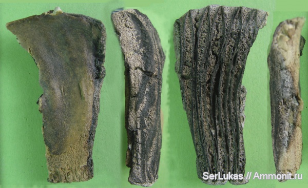 палеоген, пластина зубная