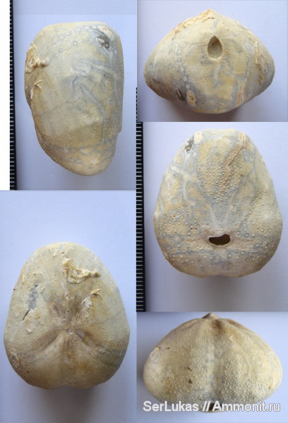 морские ежи, мел, Echinoidea, турон, Cyclaster, Turonian, Cretaceous