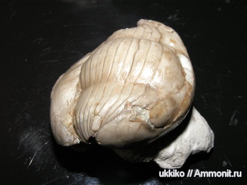 Illaenus, Illaenidae