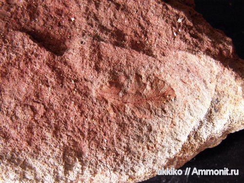 Находки из перми Нижегородской области