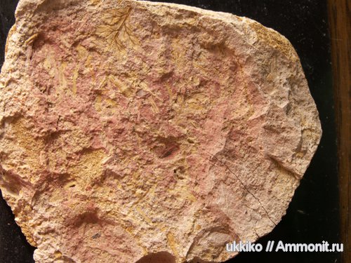 растения, отпечатки