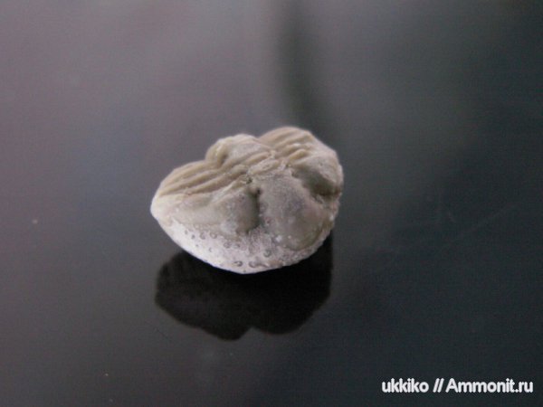 Atractopyge, Encrinuridae