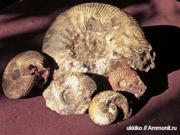 юра, Исады, Jurassic