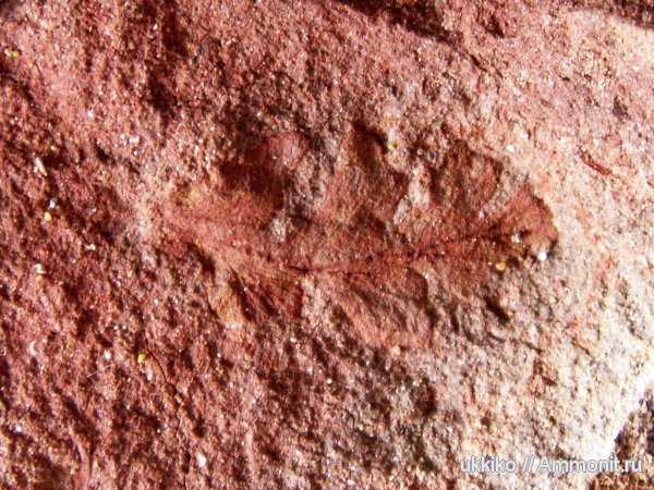 растения, отпечатки