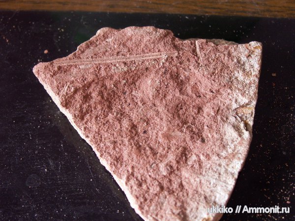 растения, отпечатки