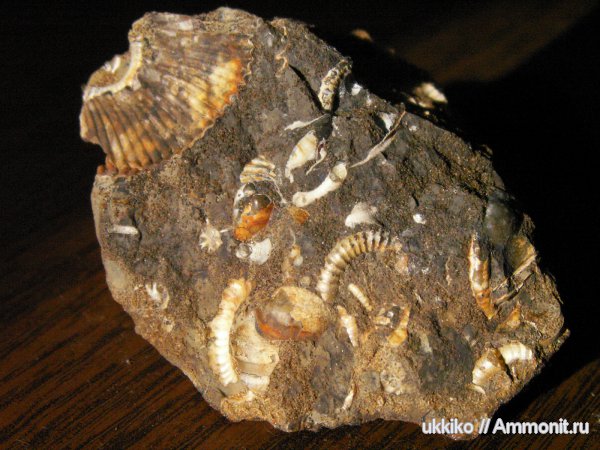 юра, гетероморфные аммониты, нижний келловей, келловей, Исады, Parapatoceras tuberculatum, Parapatoceras, Parapatoceras distans, Callovian, Jurassic, Middle Jurassic, Lower Callovian, heteromorph ammonites