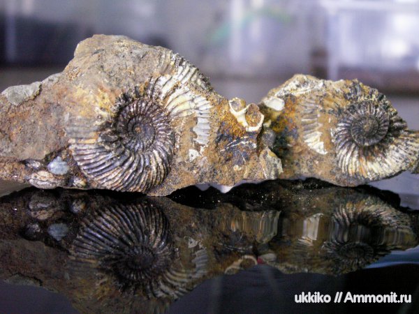 юра, Исады, Jurassic