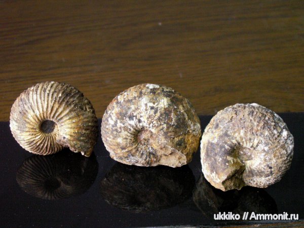 юра, Исады, Jurassic